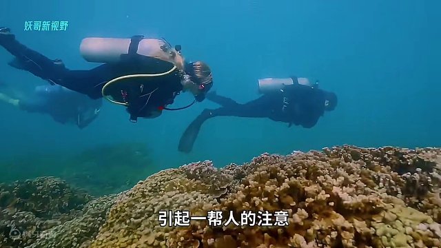 <第1/3集>价值上万的珊瑚，究竟从何而来？#纪录片充电计划 