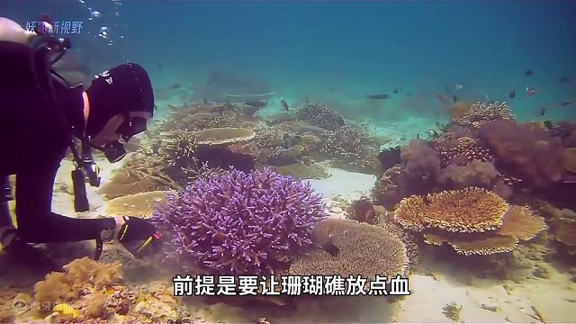 <第2/3集>价值上万的珊瑚，究竟从何而来？#纪录片充电计划 