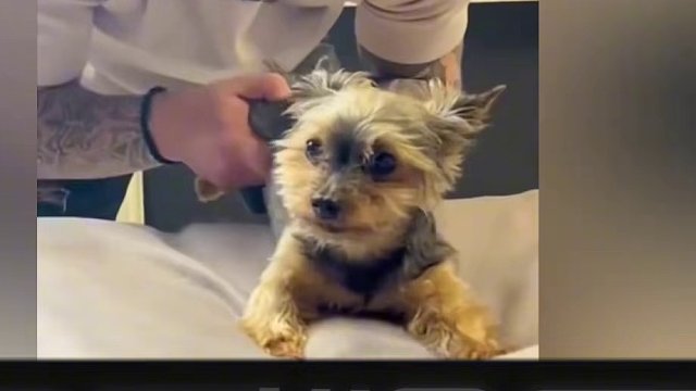 狗狗：哇奥 ，好小子，有一手啊