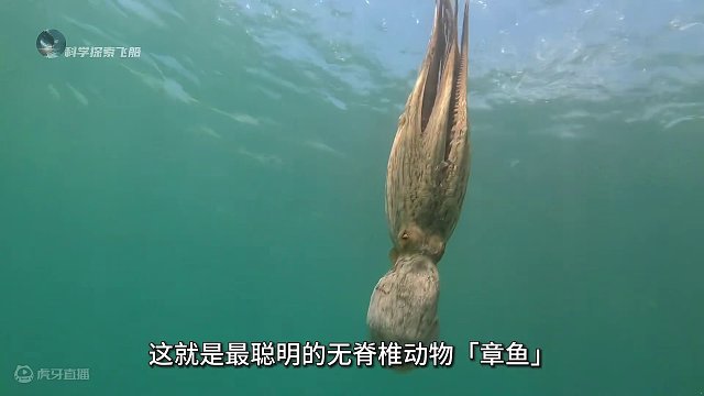 章鱼的智商到底有多逆天？体验一场奇幻的海底世界！ #涨知识 #科普 #探索地球 #海洋生物 #章鱼