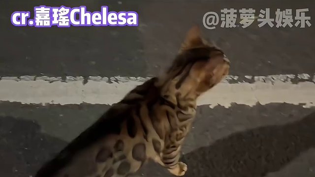 这次猫猫神真的降临了！#娱乐评论大赏 #猫咪 #萌宠 #救人 #万万没想到