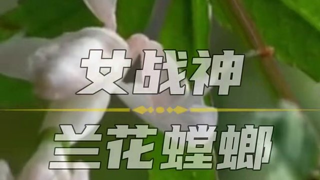 男友半夜不睡觉，原来是在被窝里养螳螂！！！