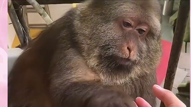 同是猴子差距有多大原来我只是讨厌没礼貌猴子#娱乐评论大赏 #猴子 #可爱 #动物园 