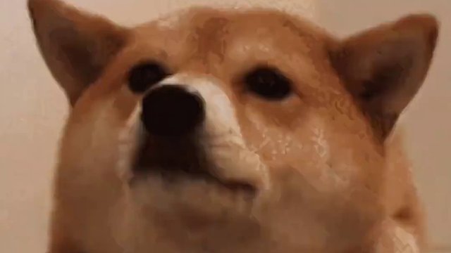 狗子：对！附和就对了！