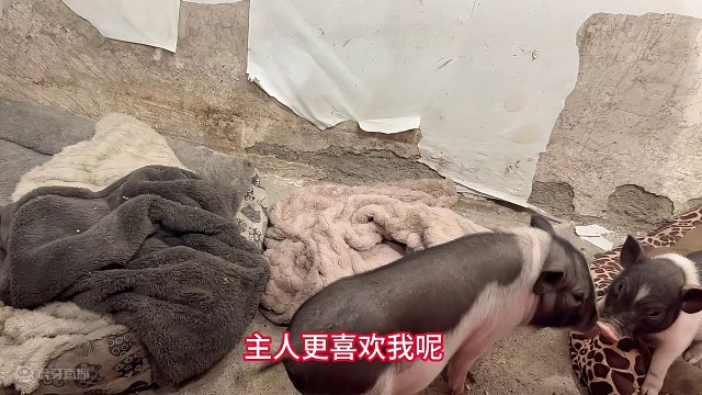 猪三妹初吻没了，两小无猜的浪漫，以后同锅煮！【第114天】