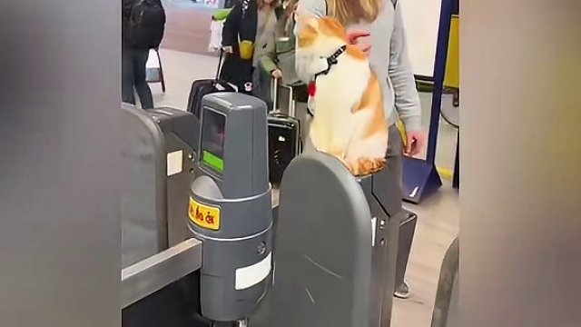 喵师傅：让我看看谁想逃票