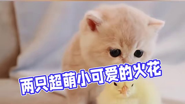 当两只超萌的小可爱在一起，会碰撞出什么样的火花呢