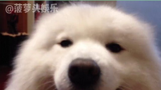 边牧你怎么这么聪明啊啊！#娱乐评论大赏 #边牧 #金毛 #萌宠 #搞笑