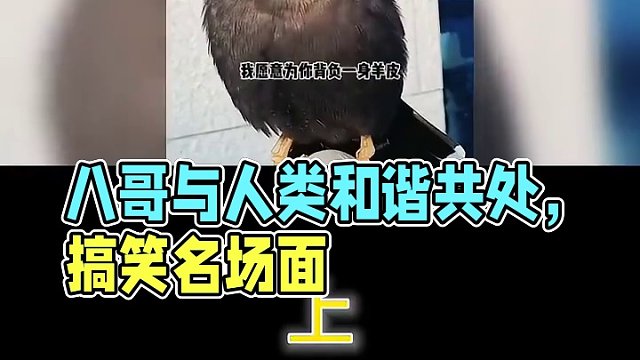 盘点八哥与人类和谐共处的名场面，网友：换我把它当祖宗供着 #八哥学语  #人与动物和谐共处  #搞笑