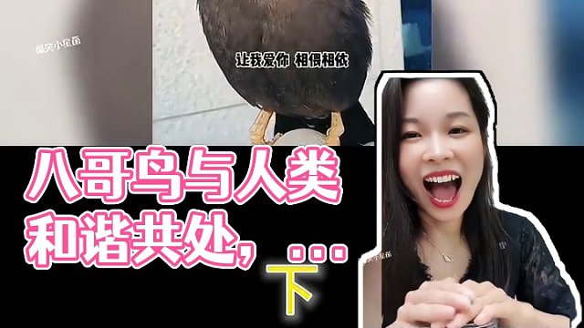 盘点八哥与人类和谐共处的名场面，网友：换我把它当祖宗供着 #八哥鸟  #八哥带你玩烟花 