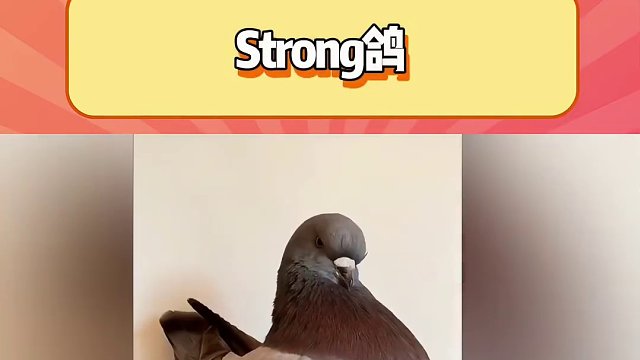 单身久了看只鸽都觉得有霸道总裁范  #别划走 #专治不开心