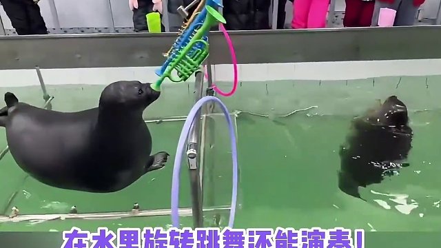 海豹：潮爆整片海域！#娱乐评论大赏 #海豹 #有梗老妹儿菠萝头 #搞笑