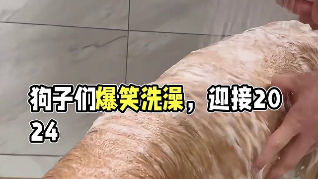 今天这是个大工程，最后狗子们栓Q了  
#萌宠出道计划 #迎接2024