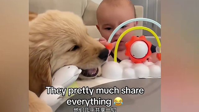 狗狗呀，小宝还没长多大，你怎么就长那么大了呀