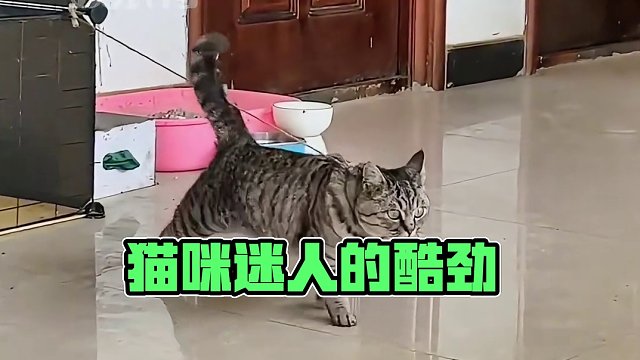 可它真的好帅啊 #这猫一看就是练家子  #猫咪的迷惑行为 #猫咪
