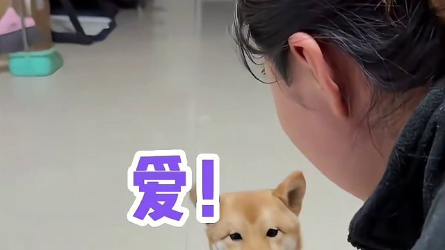 有没有哪只狗狗猫猫会说新年快乐！#娱乐评论大赏 #萌宠  #猫咪 #狗狗