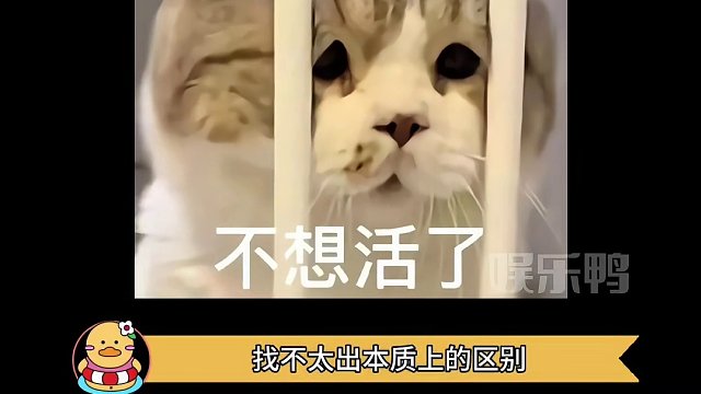 这猫嫌狗厌的脾气是怎么做到复制粘贴的 #动物的迷惑行为 #万万没想到 #动物成精系列