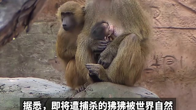 德国动物园计划捕杀一半狒狒，给食肉动物加餐