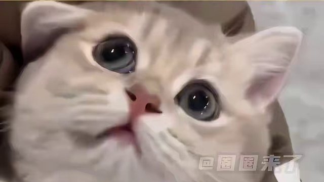 留守小猫哪知道什么是过年！它只知道妈妈出门打猎已经很久没回家了#留守小猫