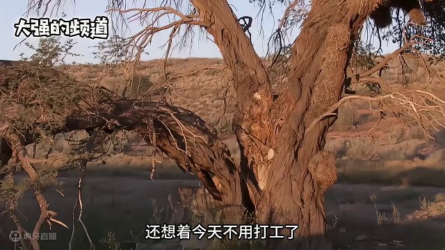 雄狮上树抢花豹的食物#野生动物零距离 #动物的迷惑行为