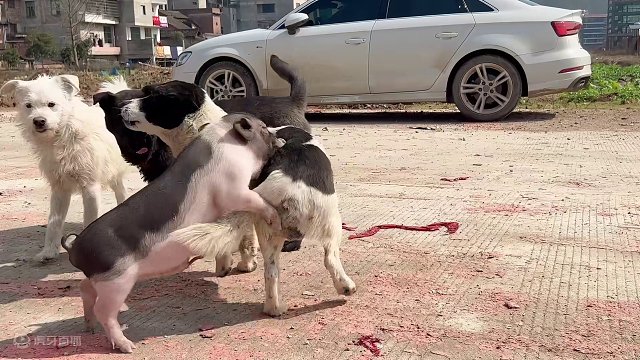 老猪发浪的一天，群狗围观，猪三妹表示极度嫌弃【第126天】