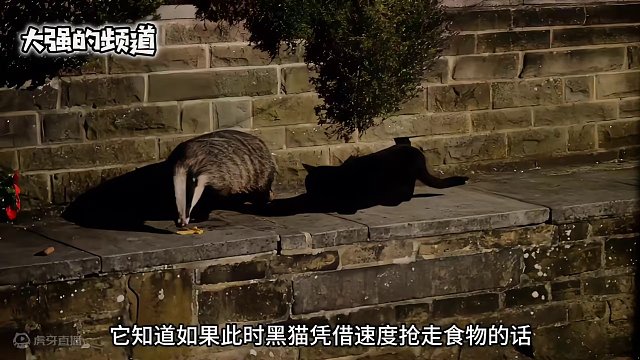 黑猫想抢狗獾的食物，结果翻车了#野生动物零距离 #奇妙的动物
