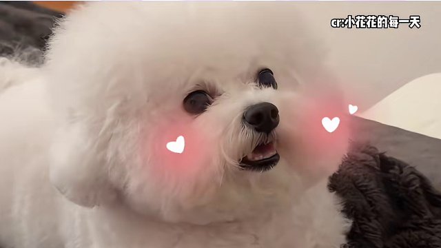 小狗报警：喂！这里有坏女银诈骗！