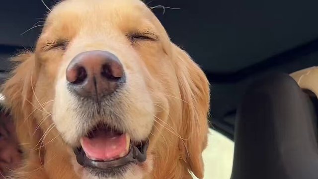 就算很久不见，小狗都记得~#狗狗