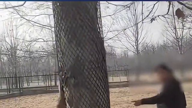 两只袋鼠打红眼员工拉架拍断铁锹，动物园：涉事员工已停职