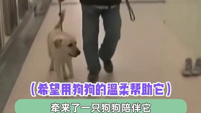 狗狗拯救世界！#温暖 #治愈 #万万没想到 #娱乐评论大赏