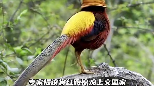 #红腹锦鸡 常有，而大爷不常有#搞笑 #离谱 #万万没想到