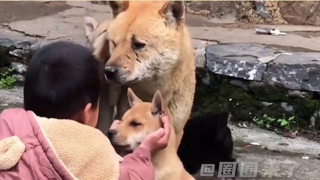 真是一条傻狗#宠物 #狗