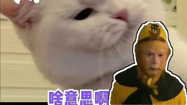 你们都在说啥呢！！#娱乐评论大赏 #有梗老妹儿菠萝头 #预算