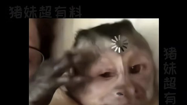 澳门花那么多钱买的烟花，你们直接免费吸了，这不得让你们给我 AA #烟花 #破防 #离谱