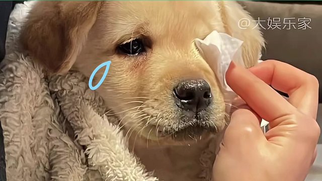 被爱的小宝早就是家里的一份子啦~（感谢素材授权：