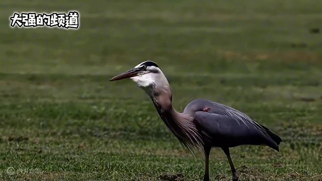 苍鹭抓到了两只地鼠，后来红肩鹰来了#野生动物零距离 #动物鸟世界 #奇妙的动物