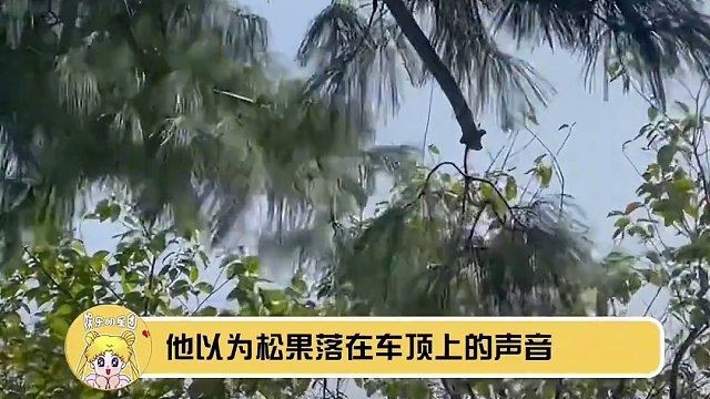 #佛罗里达 新晋“描边”大师，如果没有视频，我还以为是段子呢#佛罗里达州不养闲人