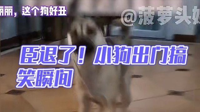 狗：臣退了 #娱乐评论大赏 #萌宠 #小狗 #搞笑