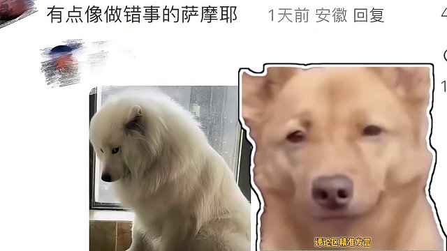 万万没想到雷佳音还能和萨摩耶扯上边儿 #娱乐评论大赏 #雷佳音