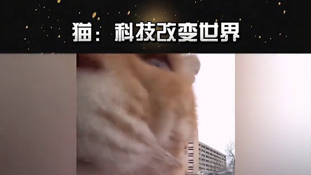 猫咪聚会：你们都收到了汽车之神的馈赠?