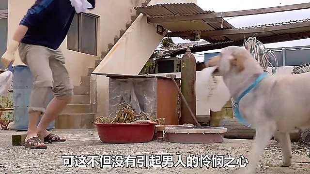 超感人治愈电影！狗狗惨遭主人抛弃，却不离不弃用生命守护了主人