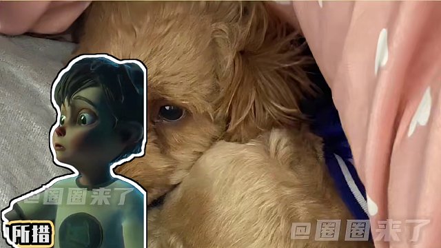 幸好小狗还有你可以依靠（来源：怀抱小小世界）