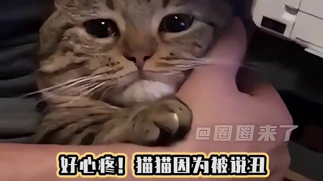 小猫真的听得懂人说话嘛#猫
