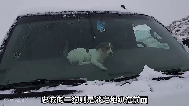 一人一狗驻足暴风雪中，这小生活简直不要太爽 #房车生活 #雪地露营 #房车旅行