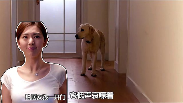 真实事件改编，狗狗历经艰辛从天津走到北京，只为再见主人一面