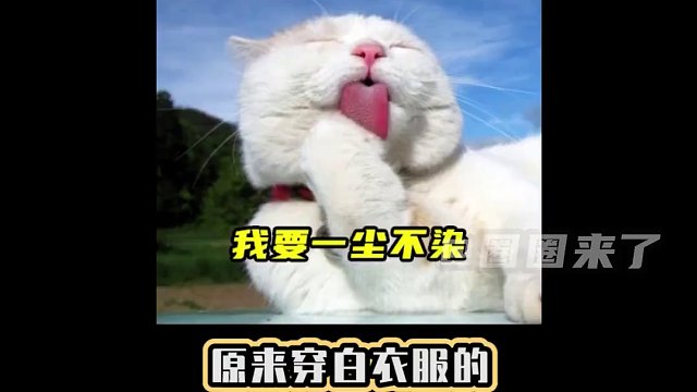 猫猫：我爱干净可不是说说而已#猫