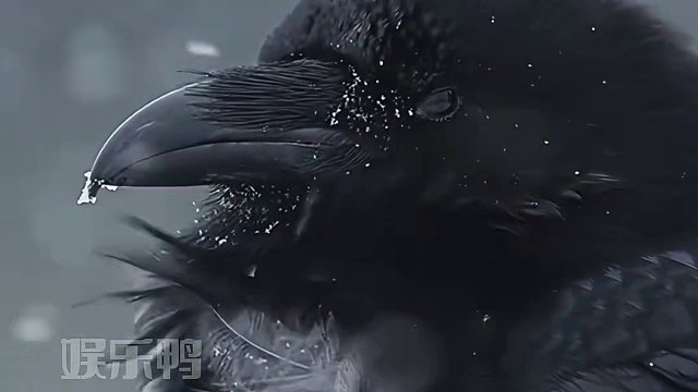 乌鸦：小样 冻不鼠你！ #乌鸦 #神奇动物 #人与动物