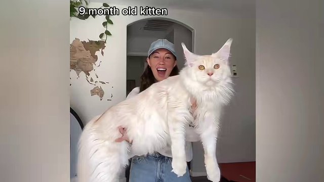 就缅因这体型猫粮都喂不起吧