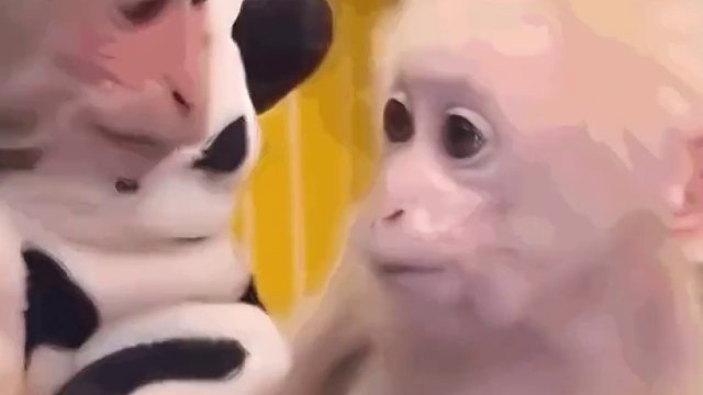 理想型果然就是一种感觉！#娱乐评论大赏 #爱情 #动物世界 #狼 #雪豹