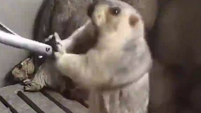 前面的一只奋力挣扎，后面的吓得抱成一团